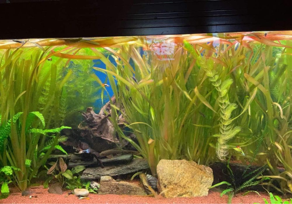 Rośliny do akwarium