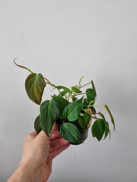 Philodendron micans