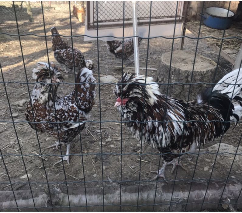 Jaja legowe od kur ozdobnych;   padewskie trojkolorowe i inne