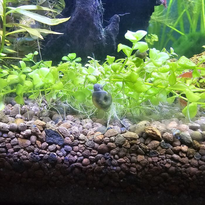 Ślimaki akwariowy zatyczek czarny