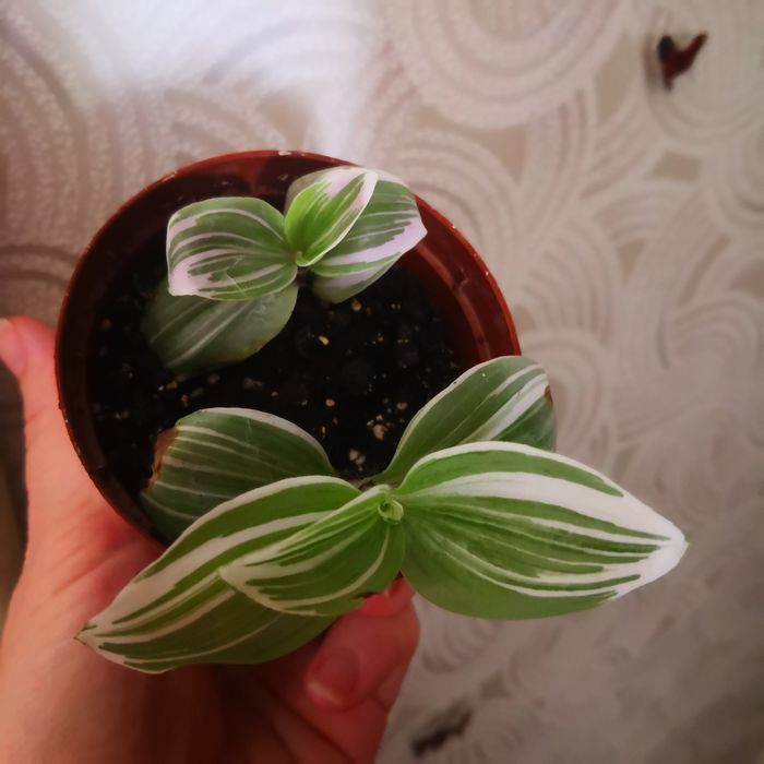 Традесканция укорененная