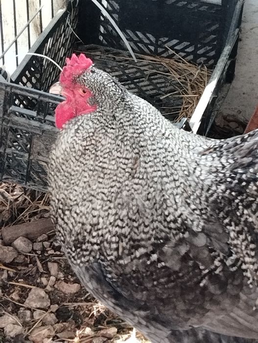 Maline,ovos Férteis