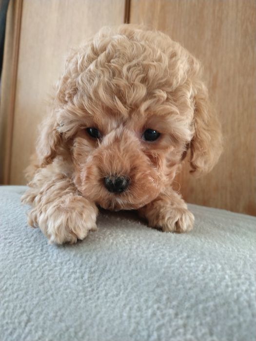 ГоМальчик мальтипушка