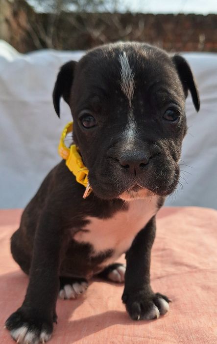 Продам цуценят кане корсо