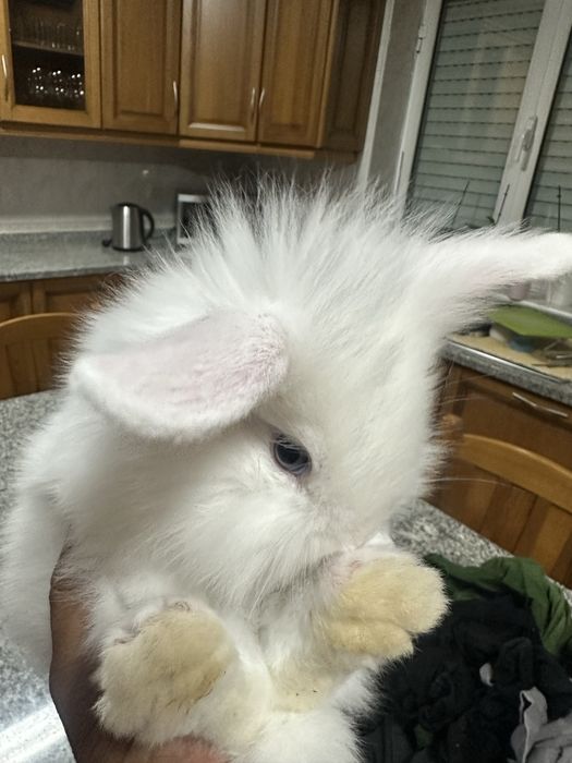 Vende se coelhos anões