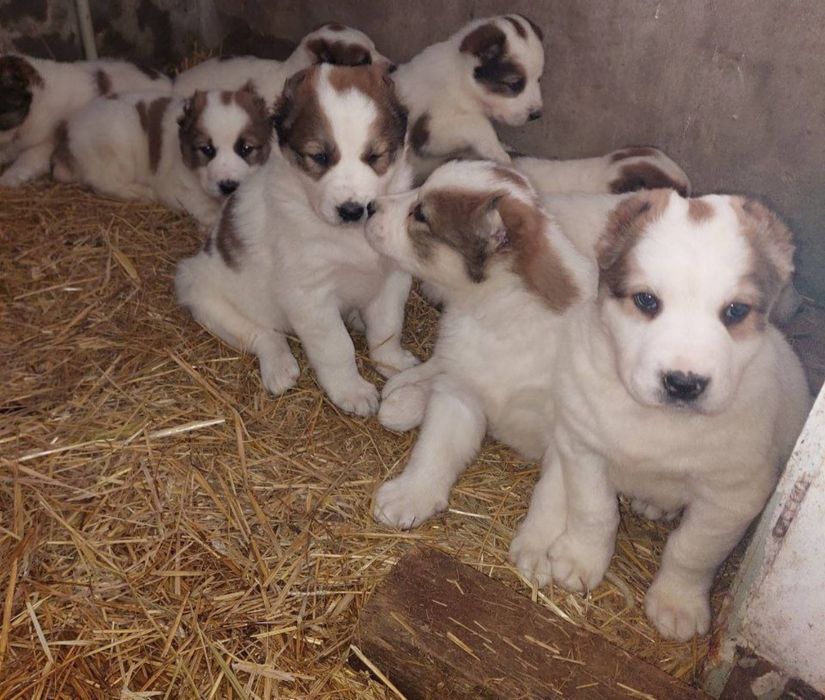 Продаються чистокровні цуценята САО