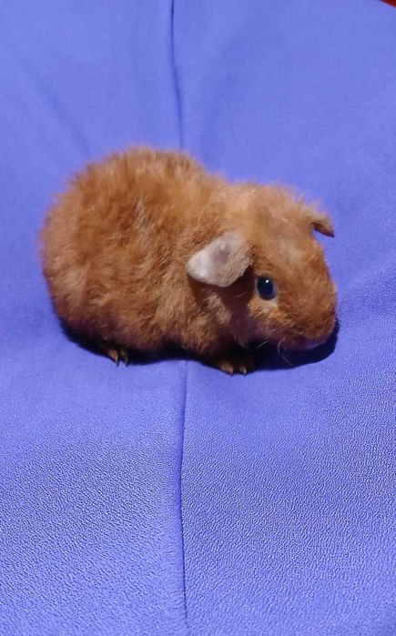 Морська свинка,  Тедді