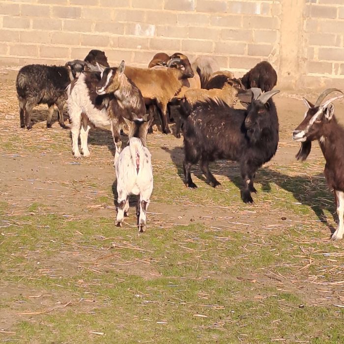 Sprzedam stado owiec i kóz