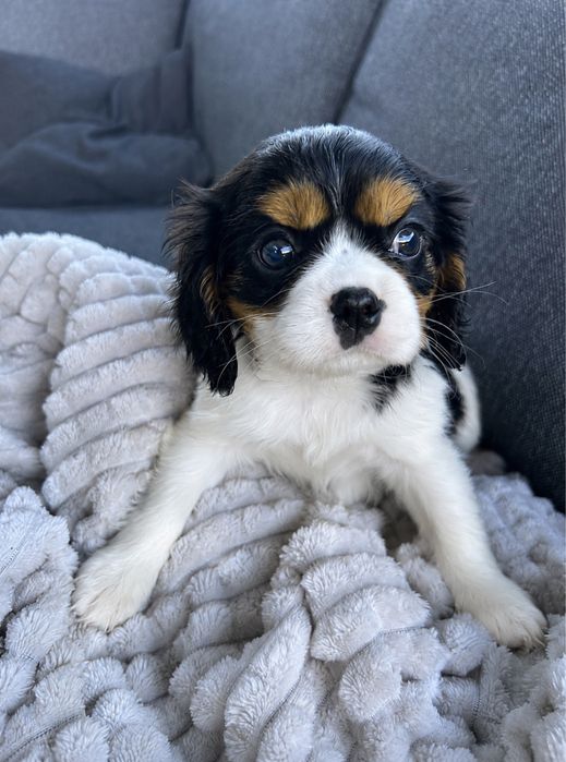 Suczka tricolor Cavalier King Charles Spaniel