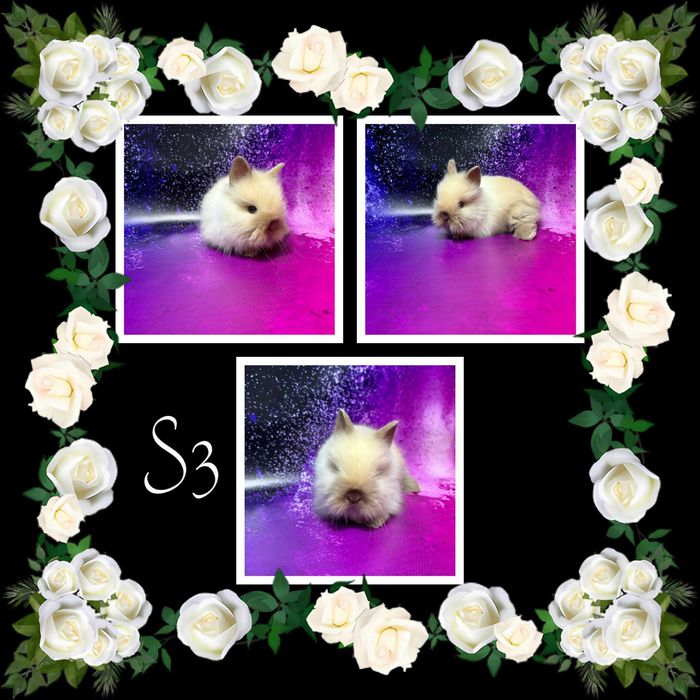 Karzełek Teddy i Mini Lop