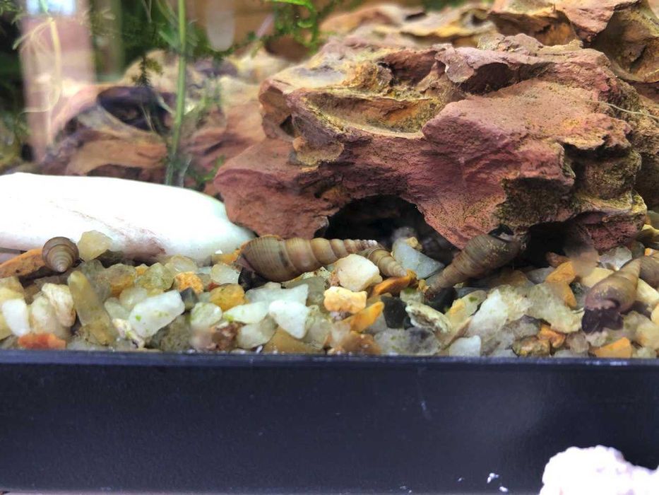 Caracois para aquario