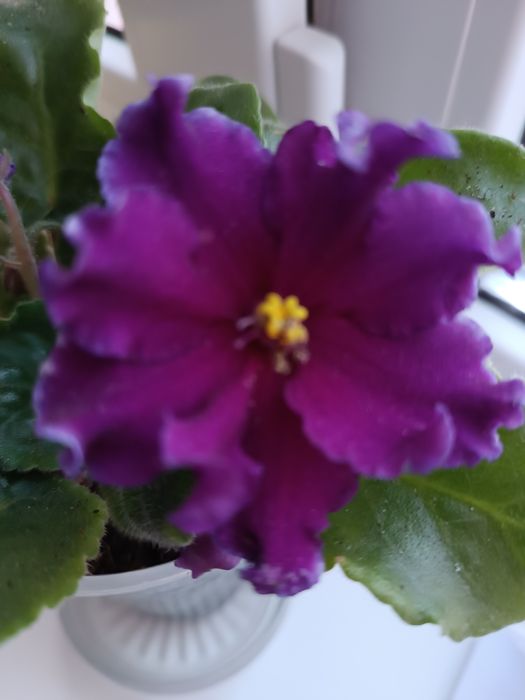 Фіалка дуже гарна.