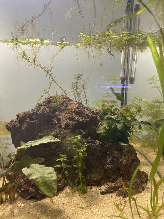 Aquário 67L Plantado C/Rochas e Troncos + betta plakat koi