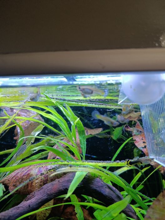 Guppys variados adultos e crias