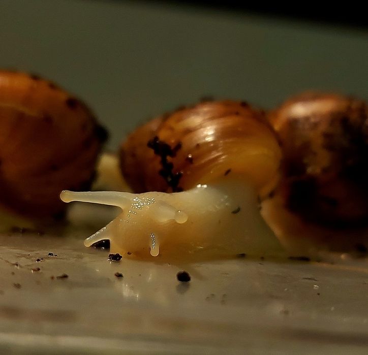Lissachatina fulica maleństwa i podrostki