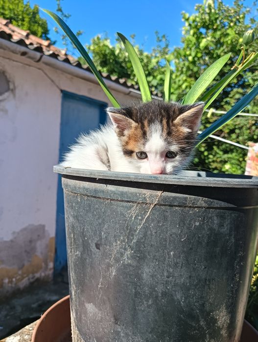 Gatinha Bebé Procura Família com Muito Amor para Dar
