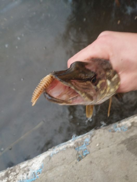 Набір силікону на хижака