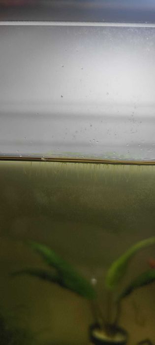 Vendo Duckweed (planta flutuante para aquário)