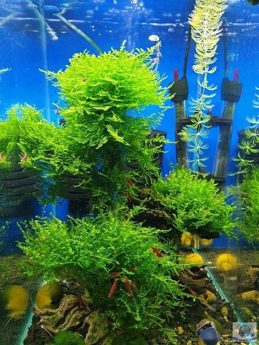 Gotowe aranżacje do akwarium z korzeni roślin, skał; Sklep AKWAREKS