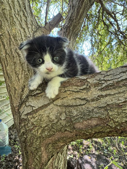 Британские котята