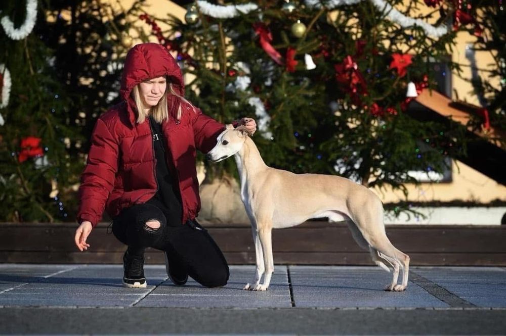 Whippet/Chart Angielski szczenieta