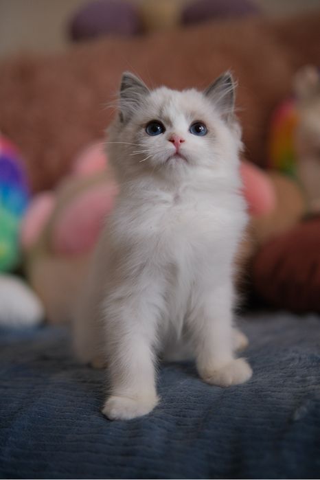 Kotka Ragdoll oryginalny rodowód