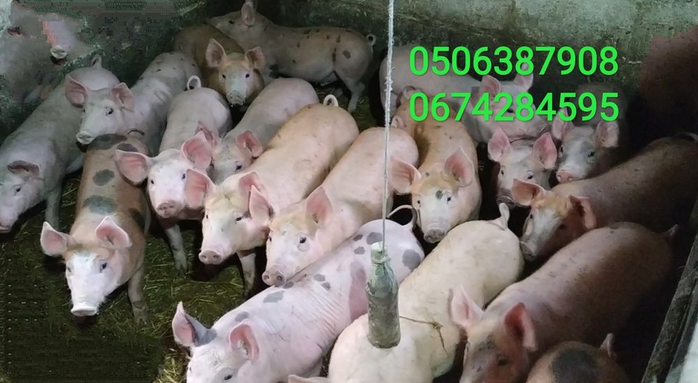 Поросята трехпородный гибрид