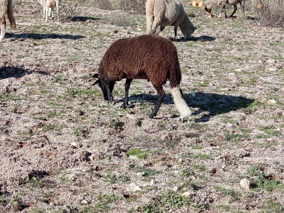 Borrego serra da estrela