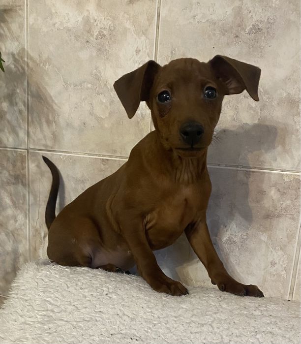 Забавный рыжик