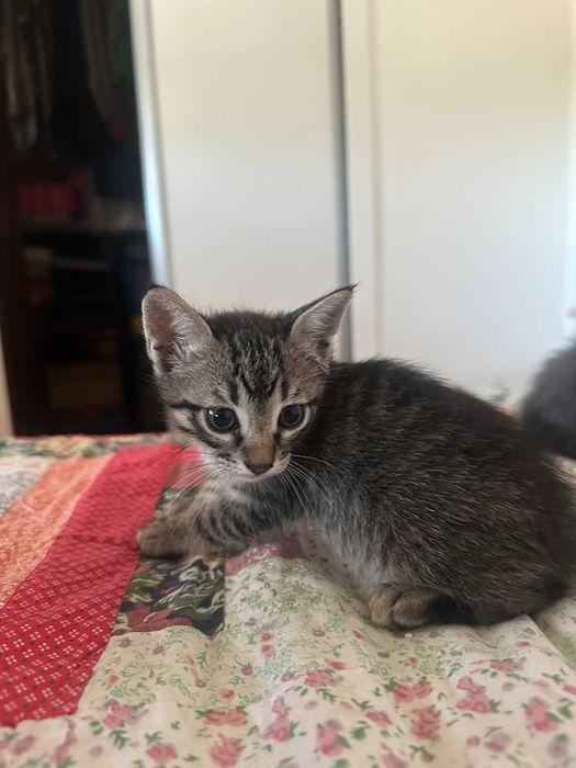 Gatinhos (M) para adoção responsável