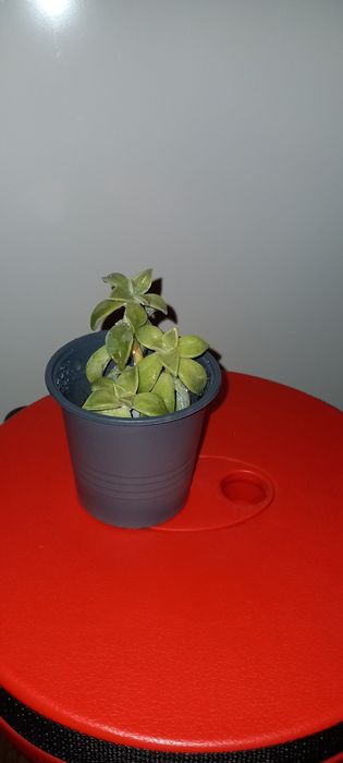Кімнатна квітка/ рослина Ехеверія