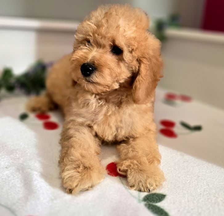 Piesek mini goldendoodle