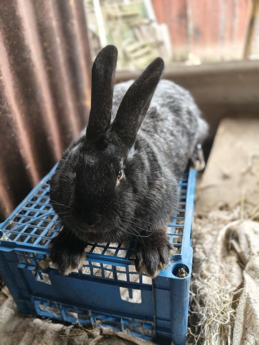 Кролики полтавського срібла і панон