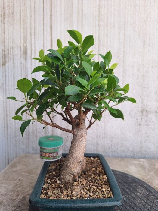 Bonsai ficus shohin