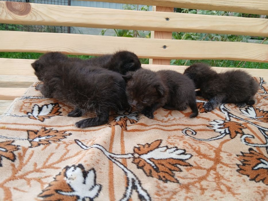 Відам кошенят безкоштовно кошеня