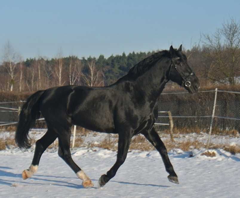 ***STANÓWKA*Ogier śląski-LEGO***