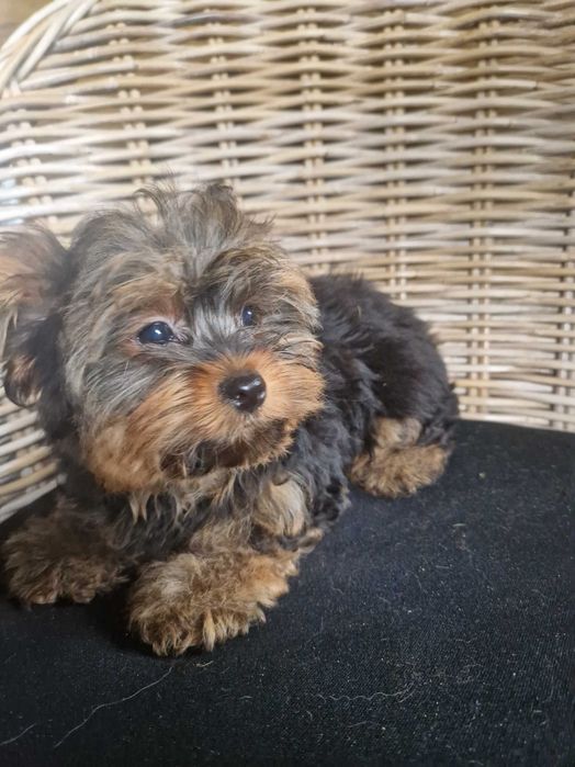Yorkshire Terrier Piesek