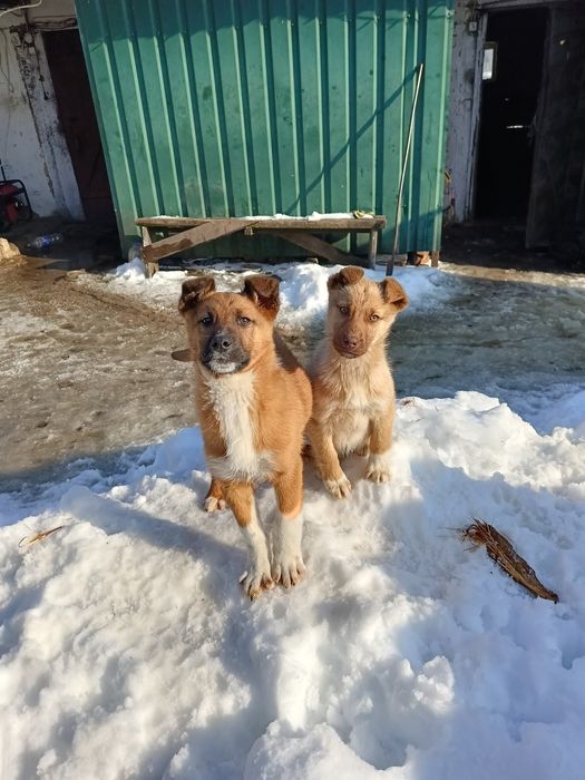 Віддам в добрі руки