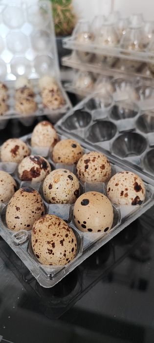 Ovos de codorniz caseiros.