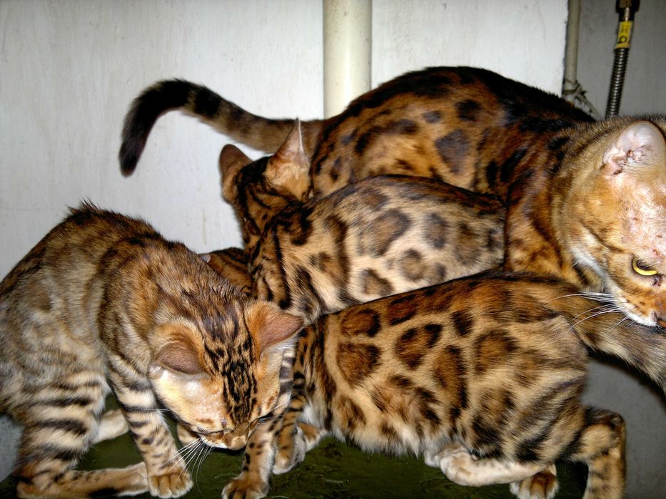 Яскраві бенгальські клубні кошенятка