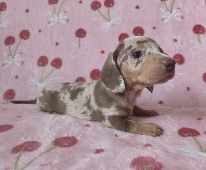 Jamnik miniaturowy suczka Emi