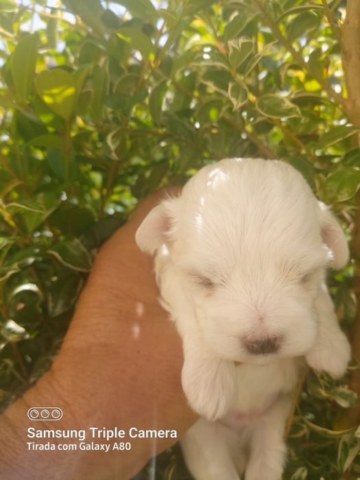 Lindo menino bixon maltês