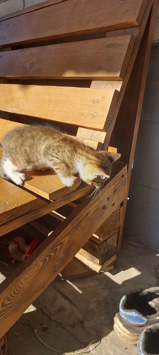 Котик в добрі руки