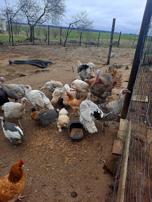 Indyczki zeszłoroczne różne kolory