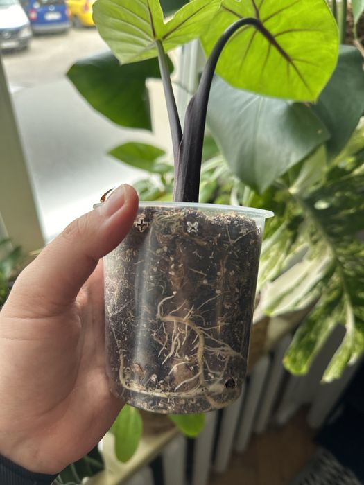 Alocasia Black Cobra