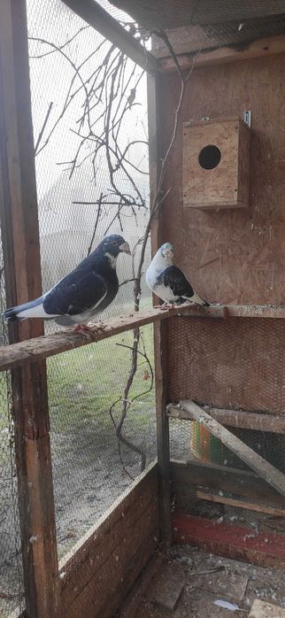 Gołębie Staropolskie