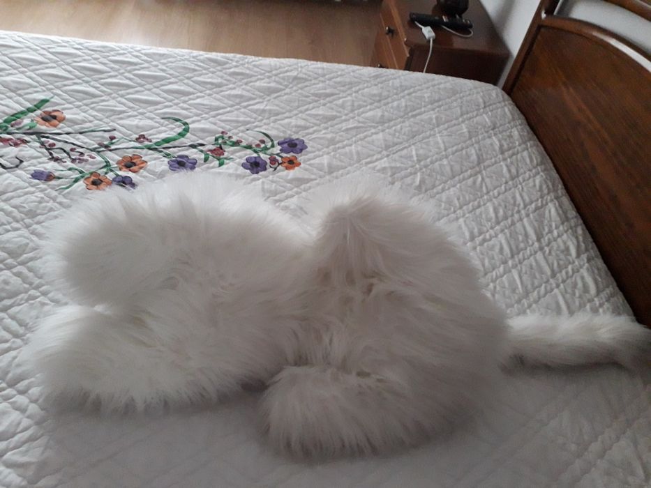 Peluche gato branco grande