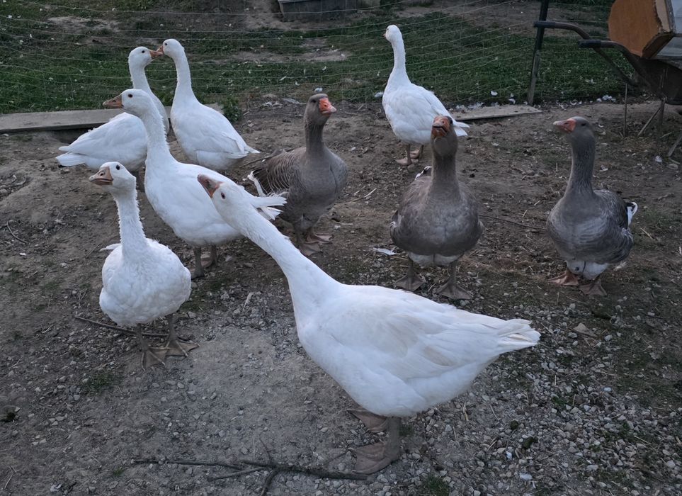 Gęsi sprzedam gęsi