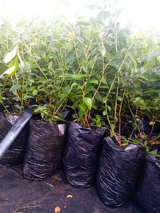 Продам саджанці ремонтантної малини різних сортів