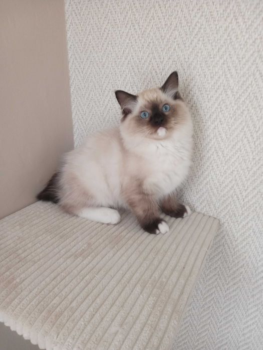 Kocurek Ragdoll